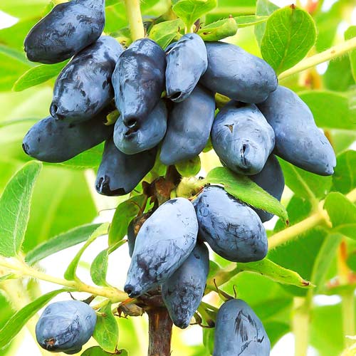 Jagoda kamczacka Czelabinka interface.image 1 interface.art 9221