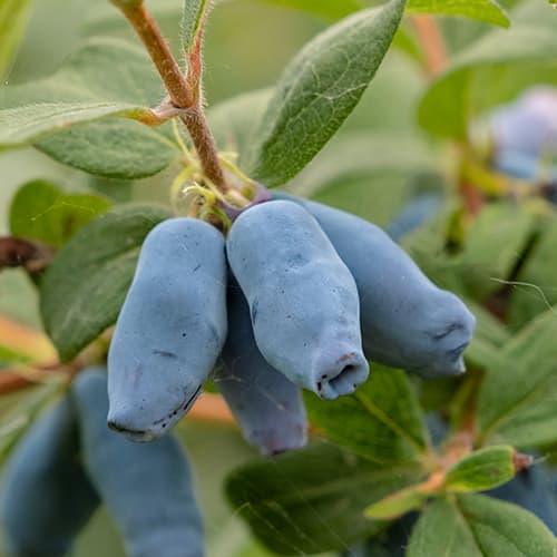 Jagoda Kamczacka Duet, P9 interface.art zdjęcie 1 Jagoda Kamczacka Duet, P9 interface.image 1 interface.art 9227