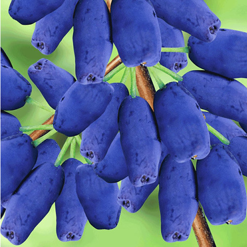 Jagoda Kamczacka Honey Blue interface.image 1 interface.art 9226