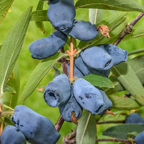 Jagoda kamczacka Honeybee, P9 interface.art zdjęcie 1 Jagoda kamczacka Honeybee, P9 interface.image 1 interface.art 1586