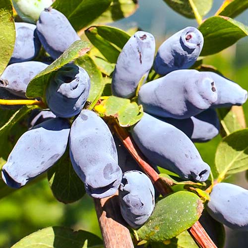 Jagoda kamczacka Jolanta interface.image 1 interface.art 9330