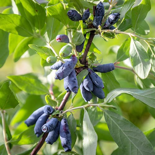 Jagoda kamczacka Morena interface.image 1 interface.art 9308