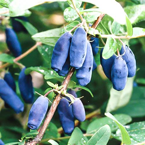 Jagoda kamczacka Sibirica interface.image 1 interface.art 9272