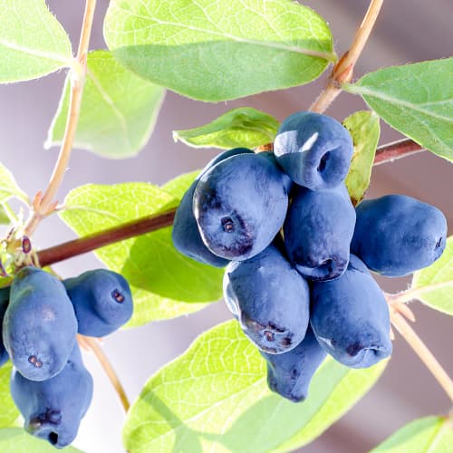 Jagoda kamczacka Sinogłaska, P9 interface.image 1 interface.art 9228