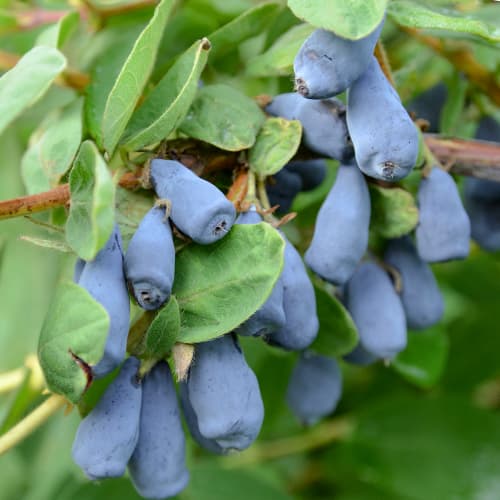 Jagoda kamczacka Wojtek, P9 interface.image 1 interface.art 9328