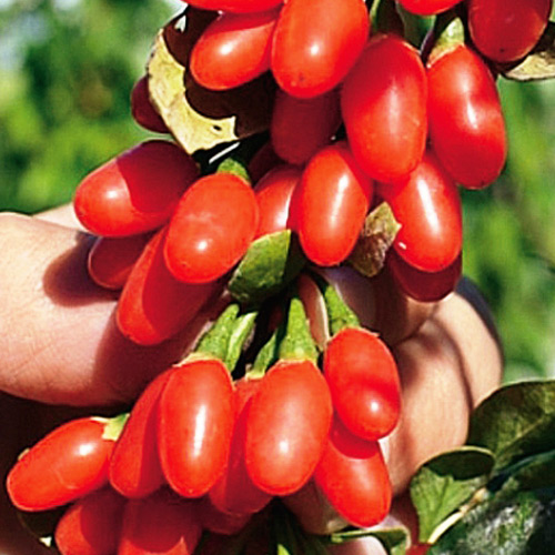 Jagody Goji interface.image 1 interface.art 8745