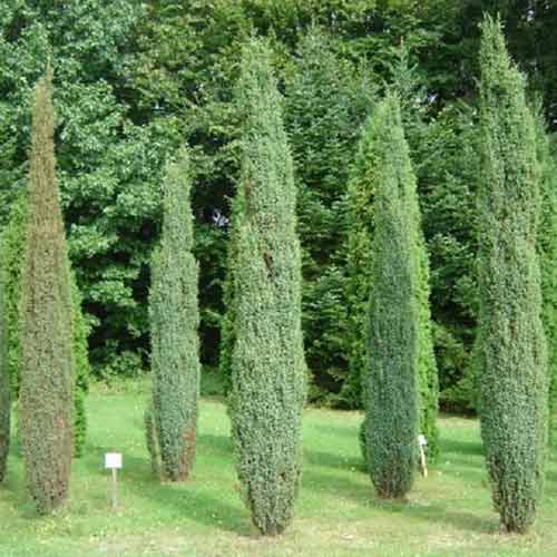 Jałowiec Arnold interface.image 1 interface.art 4963