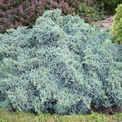 Jałowiec Blue Star interface.image 1 interface.art 4966