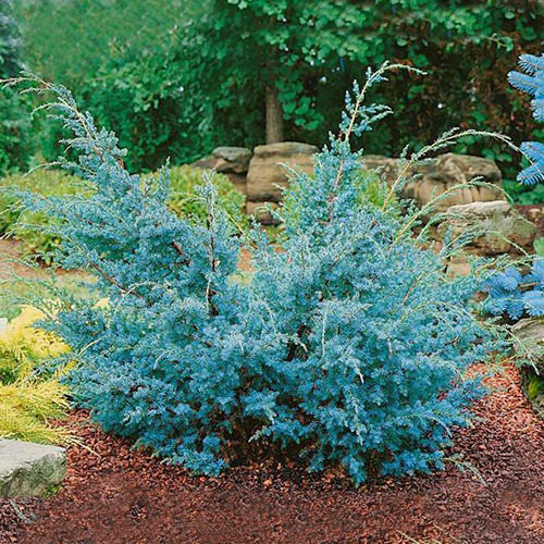 Jałowiec chiński Blue Alps interface.image 1 interface.art 9456