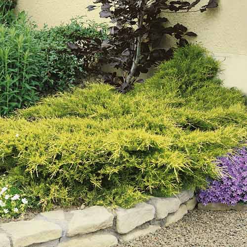 Jałowiec chiński Kuriwao Gold, С3 interface.image 1 interface.art 7734