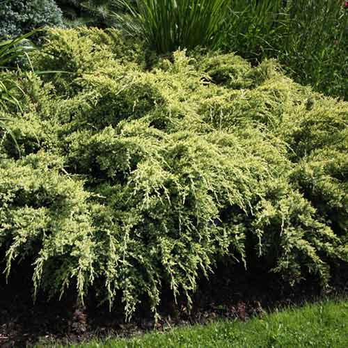 Jałowiec Dream Joy interface.image 1 interface.art 4967