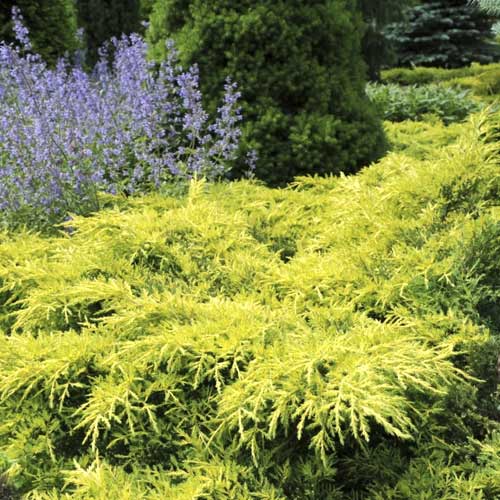 Jałowiec Gold Star, C2 interface.image 1 interface.art 7740