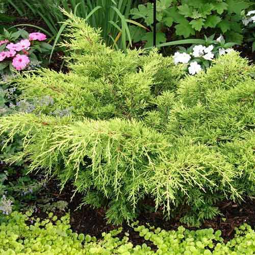 Jałowiec Gold Tip interface.image 1 interface.art 4968