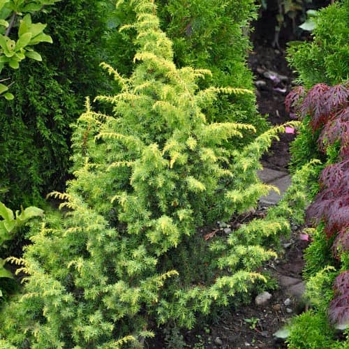 Jałowiec Goldmach interface.image 1 interface.art 5095