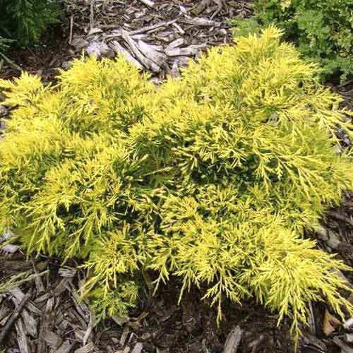 Jałowiec King of Spring, С3 interface.image 1 interface.art 7742