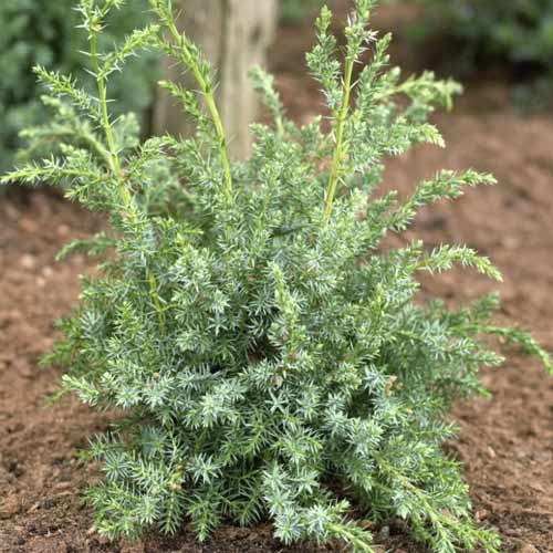 Jałowiec łuskowaty Blue Alps, C2 interface.image 1 interface.art 7745