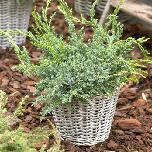 Jałowiec łuskowaty Blue Carpet, C2 interface.image 1 interface.art 7743