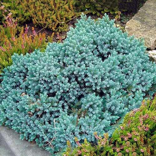 Jałowiec łuskowaty Blue Star interface.image 1 interface.art 9440