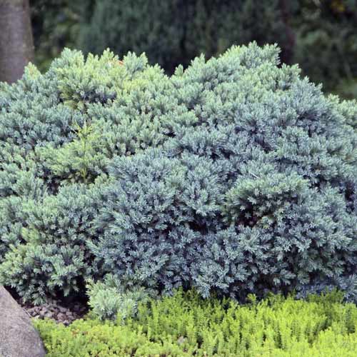 Jałowiec łuskowaty Blue Star, C2 interface.image 1 interface.art 7744