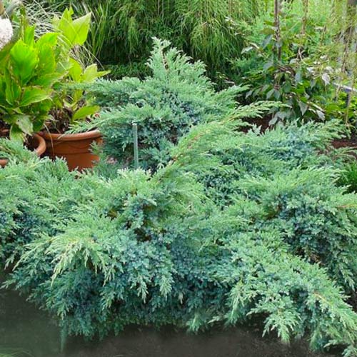 Jałowiec łuskowaty Blue Swede interface.image 1 interface.art 9460