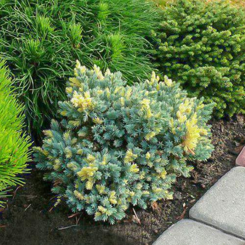 Jałowiec łuskowaty Golden Flame interface.image 1 interface.art 9441