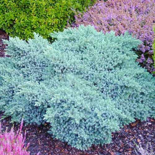 Jałowiec łuskowaty Little Joanna interface.image 1 interface.art 4070