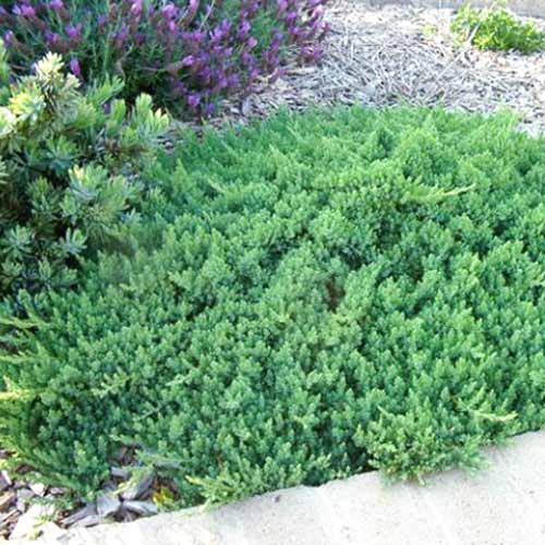 Jałowiec nadbrzeżny Blue Pacific interface.image 1 interface.art 9431