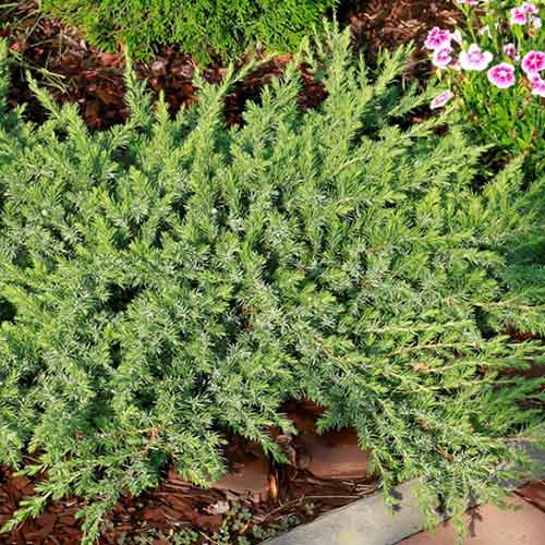 Jałowiec nadbrzeżny Emerald Sea interface.art zdjęcie 1 Jałowiec nadbrzeżny Emerald Sea interface.image 1 interface.art 4505