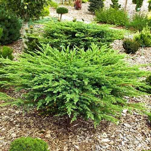 Jałowiec nadbrzeżny Schlager interface.image 1 interface.art 9432