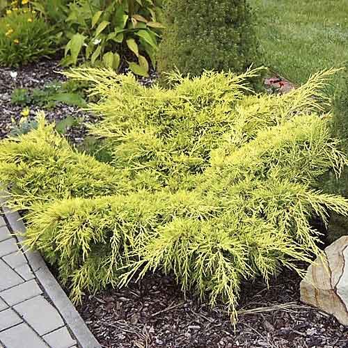 Jałowiec Old Gold, С3 interface.image 1 interface.art 7741