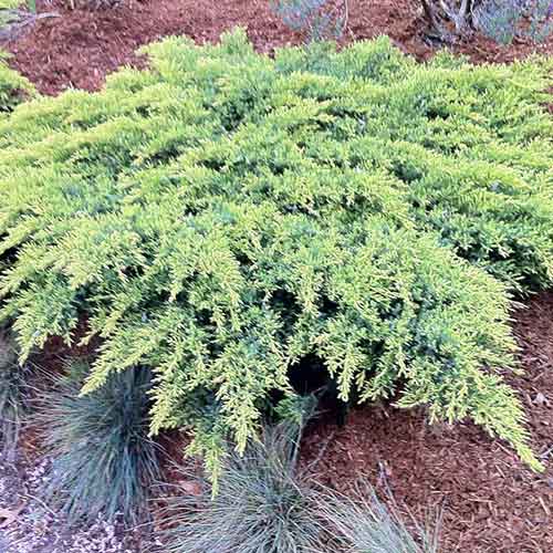 Jałowiec Pfitzera Daub's Frosted interface.art zdjęcie 1 Jałowiec Pfitzera Daub's Frosted interface.image 1 interface.art 4506