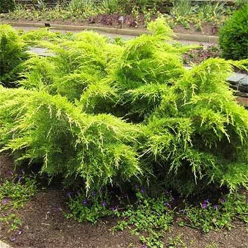 Jałowiec Pfitzera Gold Coast interface.image 1 interface.art 4507