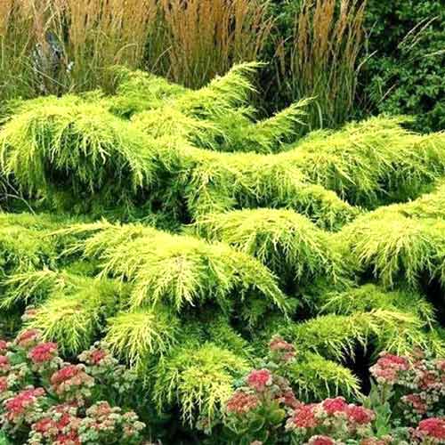 Jałowiec Pfitzera Gold Star interface.art zdjęcie 1 Jałowiec Pfitzera Gold Star interface.image 1 interface.art 4508