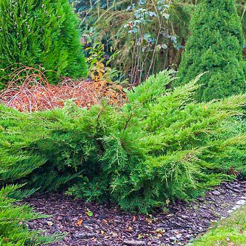 Jałowiec Pfitzera Mint Julep interface.image 1 interface.art 9437