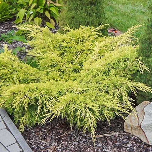 Jałowiec Pfitzera Old Gold interface.image 1 interface.art 9406