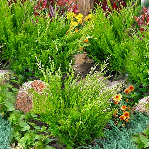 Jałowiec płożący Andorra Compact interface.image 1 interface.art 9433