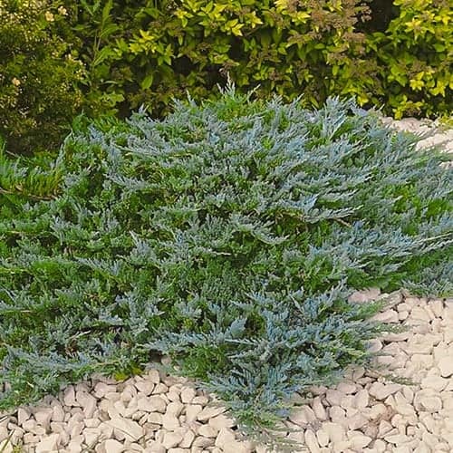 Jałowiec płożący Blue Chip, Р9 interface.image 1 interface.art 9434