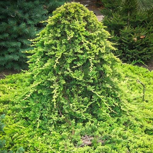 Jałowiec płożący Golden Carpet interface.image 1 interface.art 9435