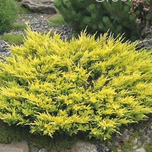 Jałowiec płożący Limeglow interface.image 1 interface.art 9458