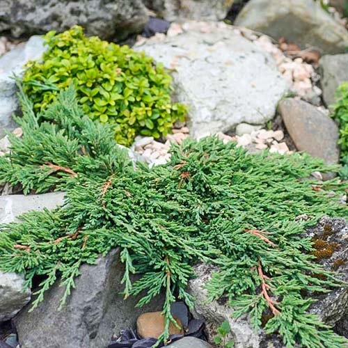 Jałowiec płożący Pancake interface.image 1 interface.art 9459