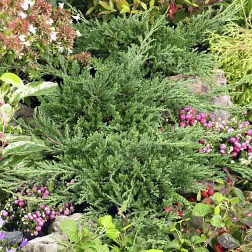 Jałowiec płożący Prince of Wales, С3 interface.image 1 interface.art 7738