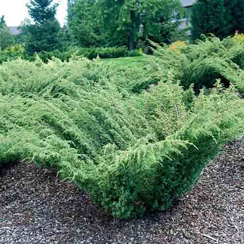 Jałowiec pospolity Barton interface.art zdjęcie 1 Jałowiec pospolity Barton interface.image 1 interface.art 4504