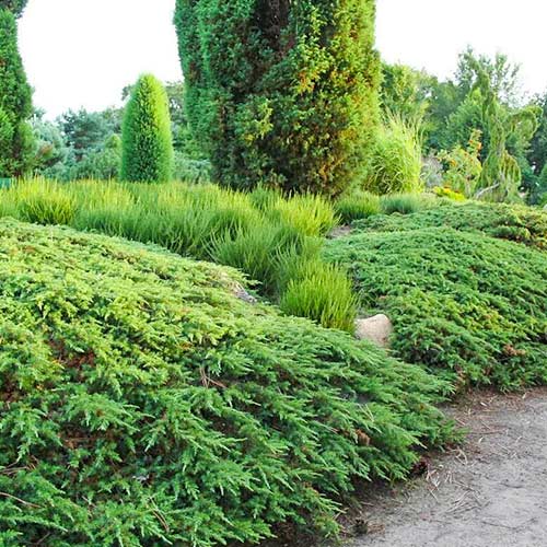 Jałowiec pospolity Green Carpet interface.image 1 interface.art 9430