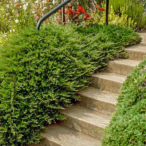 Jałowiec pospolity Repanda interface.image 1 interface.art 9457