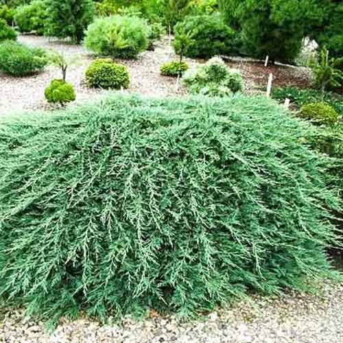 Jałowiec sabiński Tam No Blight interface.image 1 interface.art 9438