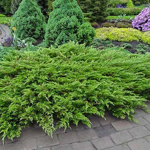 Jałowiec sabiński Tamariscifolia interface.image 1 interface.art 9439