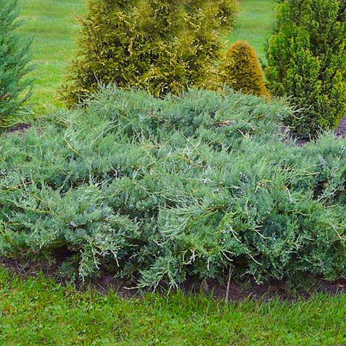 Jałowiec wirginijski Blue Cloud interface.image 1 interface.art 9442