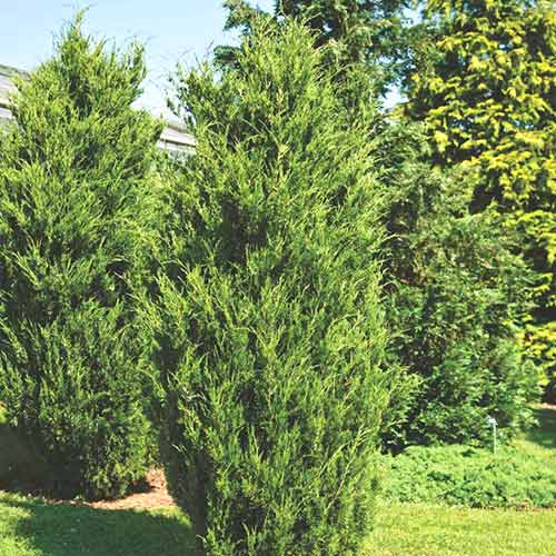 Jałowiec wirginijski Canaertii interface.image 1 interface.art 9443