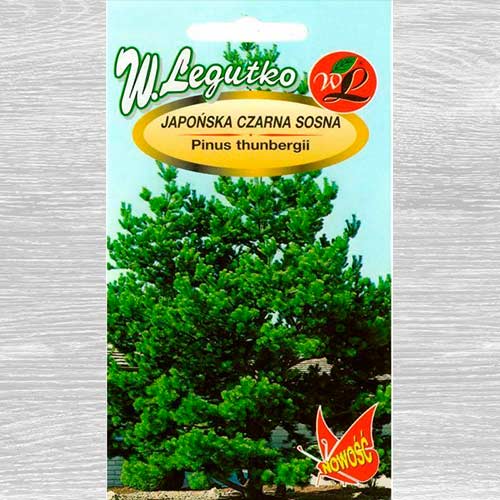 Japońska czarna sosna interface.art zdjęcie 1 Japońska czarna sosna interface.image 1 interface.art 69594