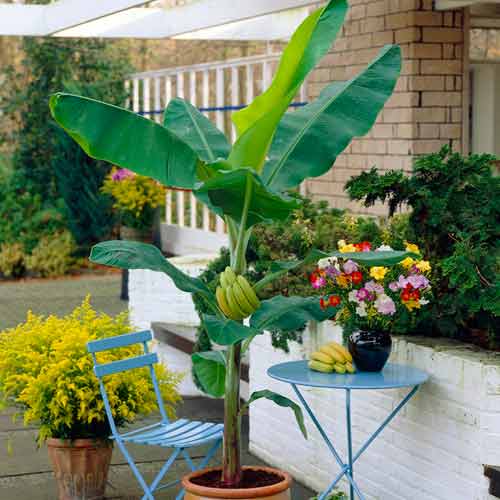 Japoński banan interface.image 1 interface.art 5618